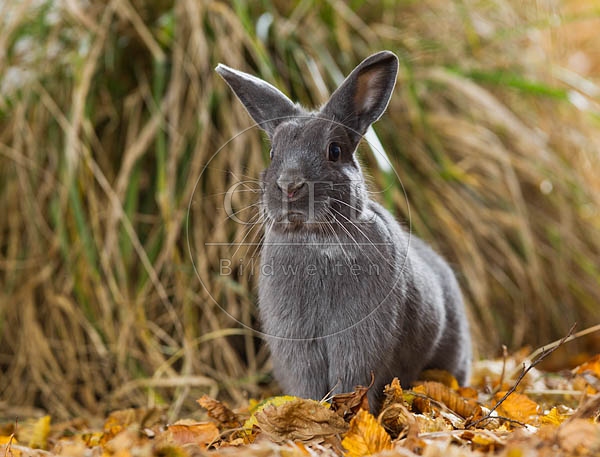 055791 Zwergkaninchen, Farbenzwerg