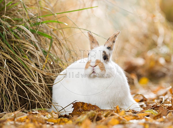 055793 Zwergkaninchen, Farbenzwerg