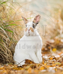 055794 Zwergkaninchen, Farbenzwerg