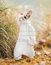 055795 Zwergkaninchen, Farbenzwerg
