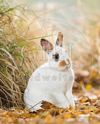 055797 Zwergkaninchen, Farbenzwerg