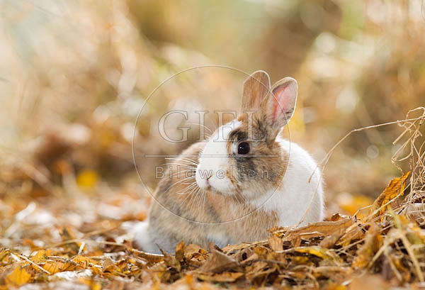 055798 Zwergkaninchen, Farbenzwerg