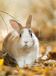 055799 Zwergkaninchen, Farbenzwerg