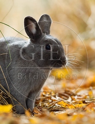 055801 Zwergkaninchen, Farbenzwerg