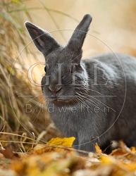 055802 Zwergkaninchen, Farbenzwerg