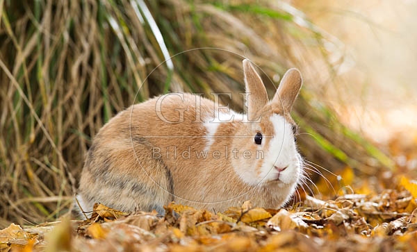 055804 Zwergkaninchen, Farbenzwerg