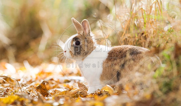 055805 Zwergkaninchen, Farbenzwerg
