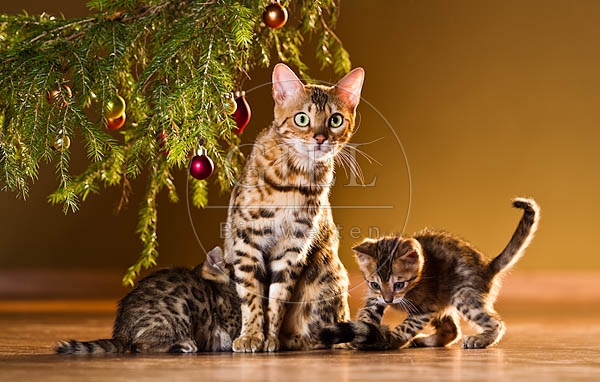 056115 Bengalkatze mit Jungen