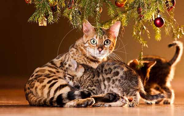 056121 Bengalkatze mit Jungen