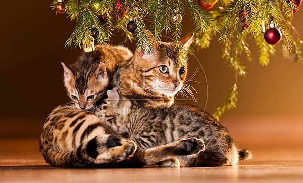 056122 Bengalkatze mit Jungen
