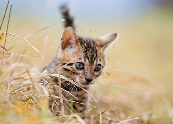 056147 Bengalkaetzchen