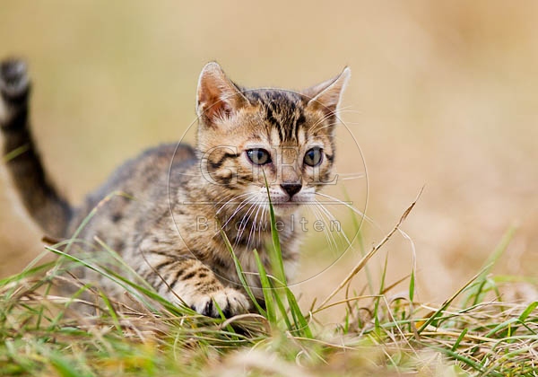 056149 Bengalkaetzchen