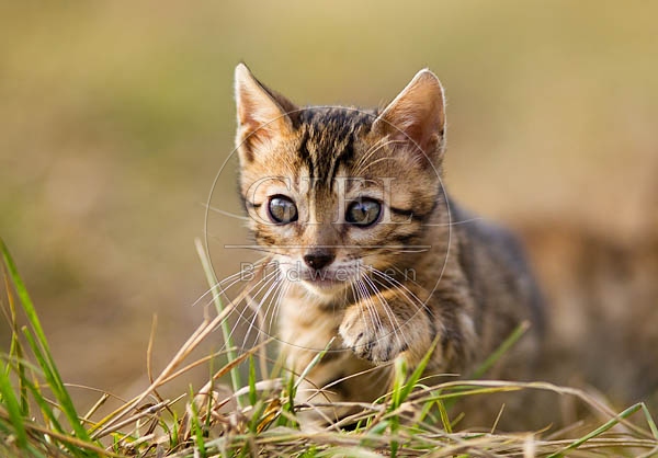 056150 Bengalkaetzchen