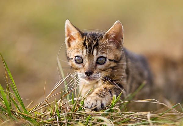 056152 Bengalkaetzchen