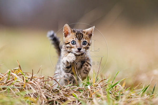 056153 Bengalkaetzchen