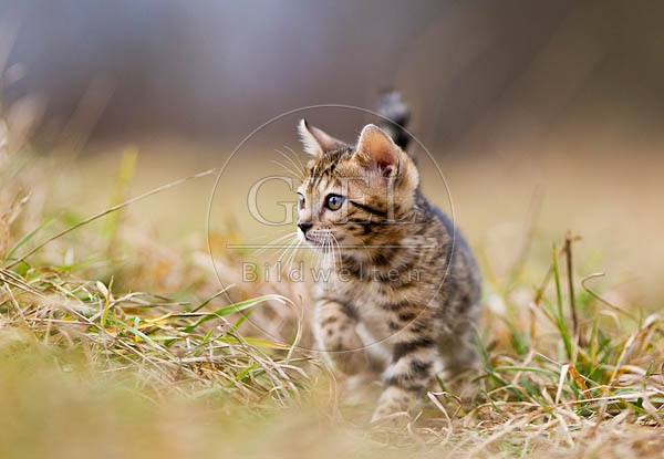 056154 Bengalkaetzchen