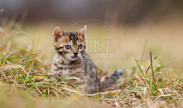 056164 Bengalkaetzchen
