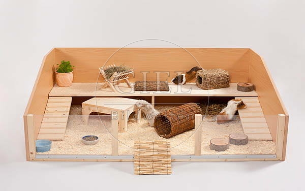 056501 Meerschweinchen, Bodengehege