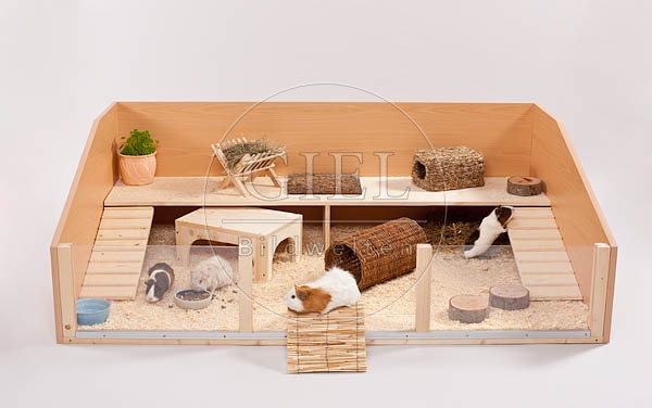 056502 Meerschweinchen, Bodengehege