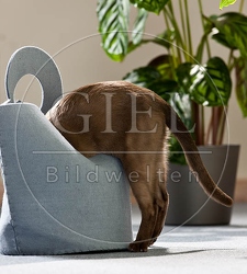 056690 Burmakatze