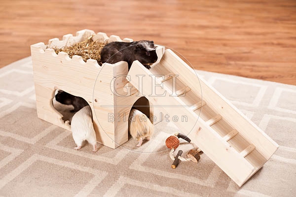 056862 Meerschweinchen