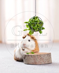 057234 Meerschweinchen