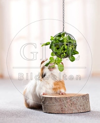 057235 Meerschweinchen