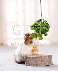 057236 Meerschweinchen