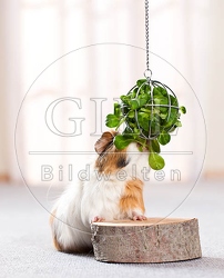 057237 Meerschweinchen