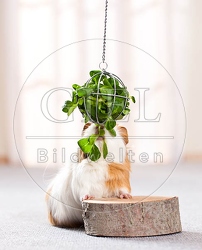 057238 Meerschweinchen