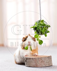 057239 Meerschweinchen