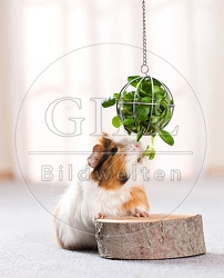 057240 Meerschweinchen