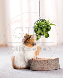 057242 Meerschweinchen