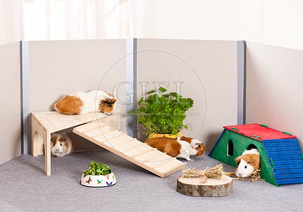 057257 Meerschweinchen