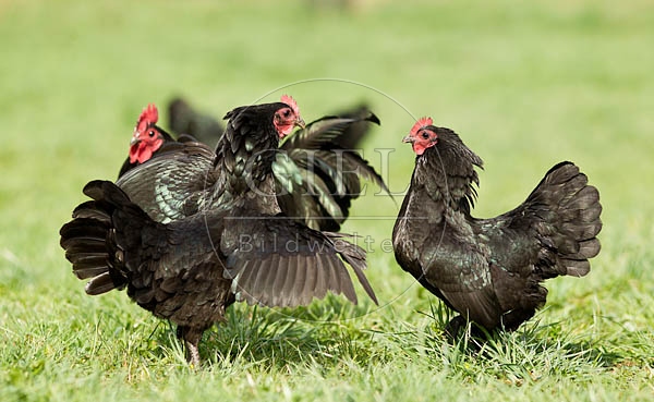057813 Zwerg-Australorps