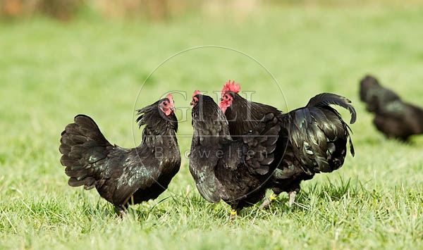 057814 Zwerg-Australorps