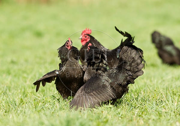 057815 Zwerg-Australorps
