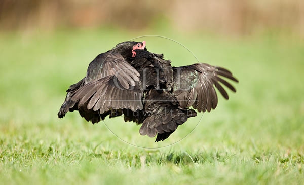 057816 Zwerg-Australorps