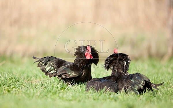 057817 Zwerg-Australorps