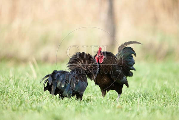 057818 Zwerg-Australorps