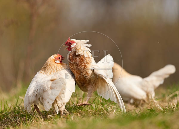 057852 Bantam, Zwerghuehner