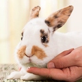 058096 Kaninchen