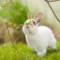 058117 Kaninchen