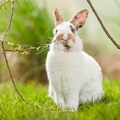 058121 Kaninchen