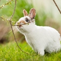 058123 Kaninchen