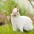 058124 Kaninchen