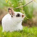 058125 Kaninchen