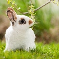 058126 Kaninchen