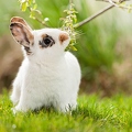 058127 Kaninchen