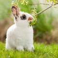 058129 Kaninchen